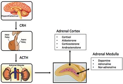 Adrenal Aging and Its Implications on Stress Responsiveness in Humans